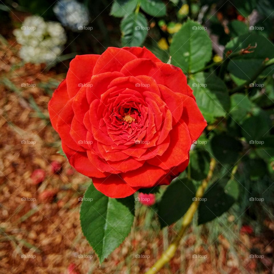 Mini Red Rose