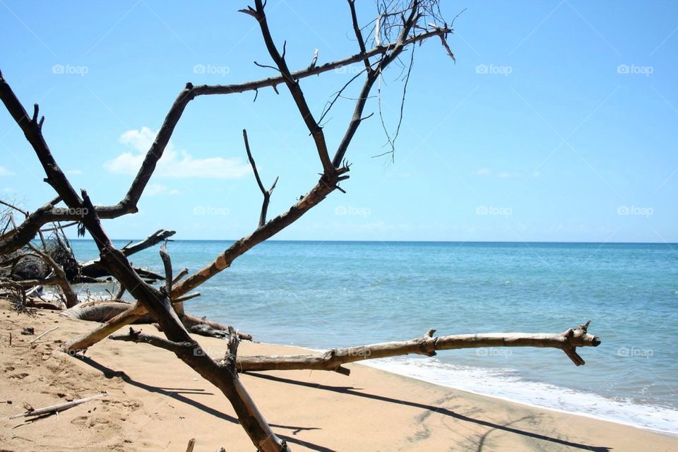 Branches on the beach 
