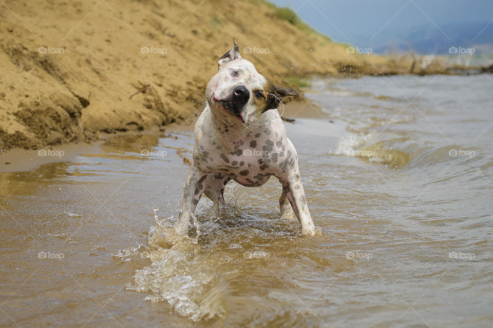 Real Cats and Dogs in Real Life