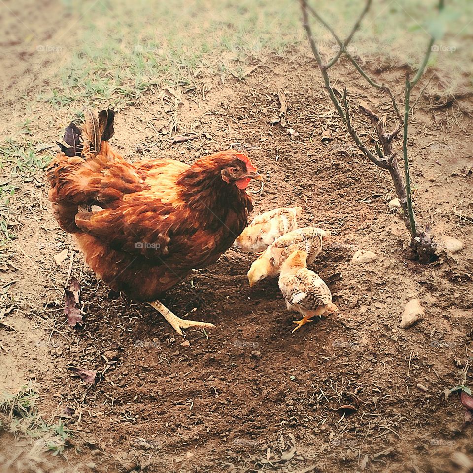 Hora da #refeição da dona Penosa e seus #pintinhos!
Aqui, a gente se diverte por ter “criação em casa”, como diriam os mais antigos.
🐓 
#galinha #ciscando #pet #aves #fotografia #natureza 
#FotografiaÉnossoHobby