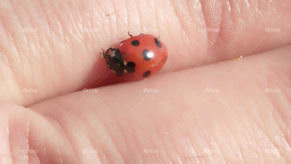 a red coccinelle