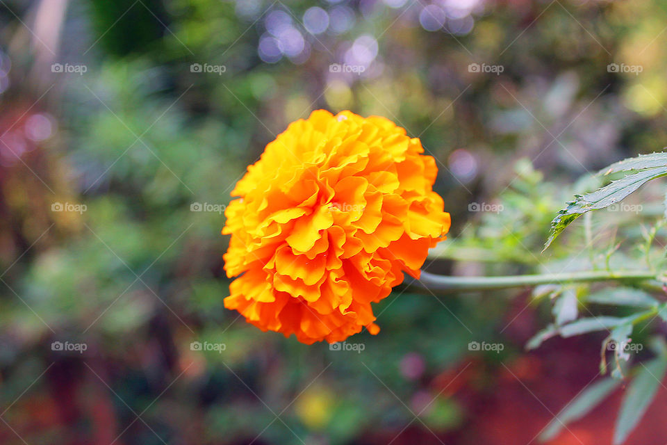 Marigold flower