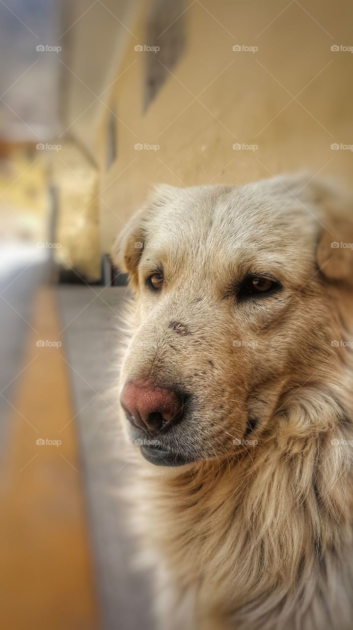 A Peruvian streetdog with the stresses of life etched on his face