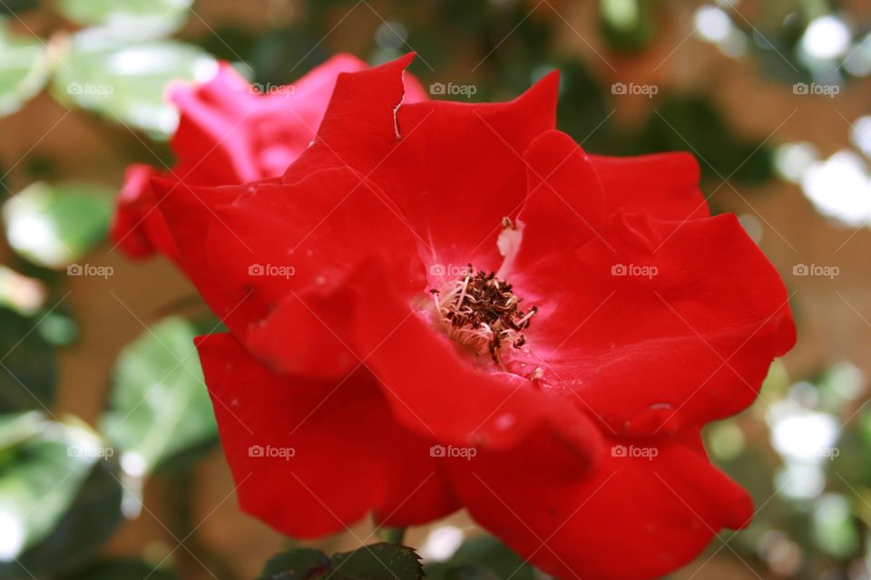 Close up rose