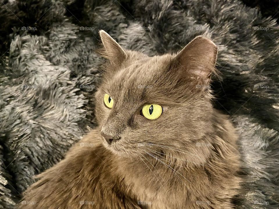 A grey fluffy cat sitting on a black and grey blanket