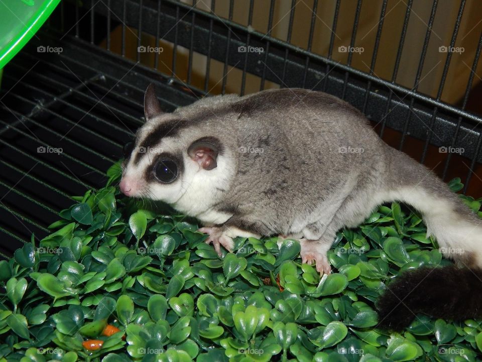 Sugar Glider