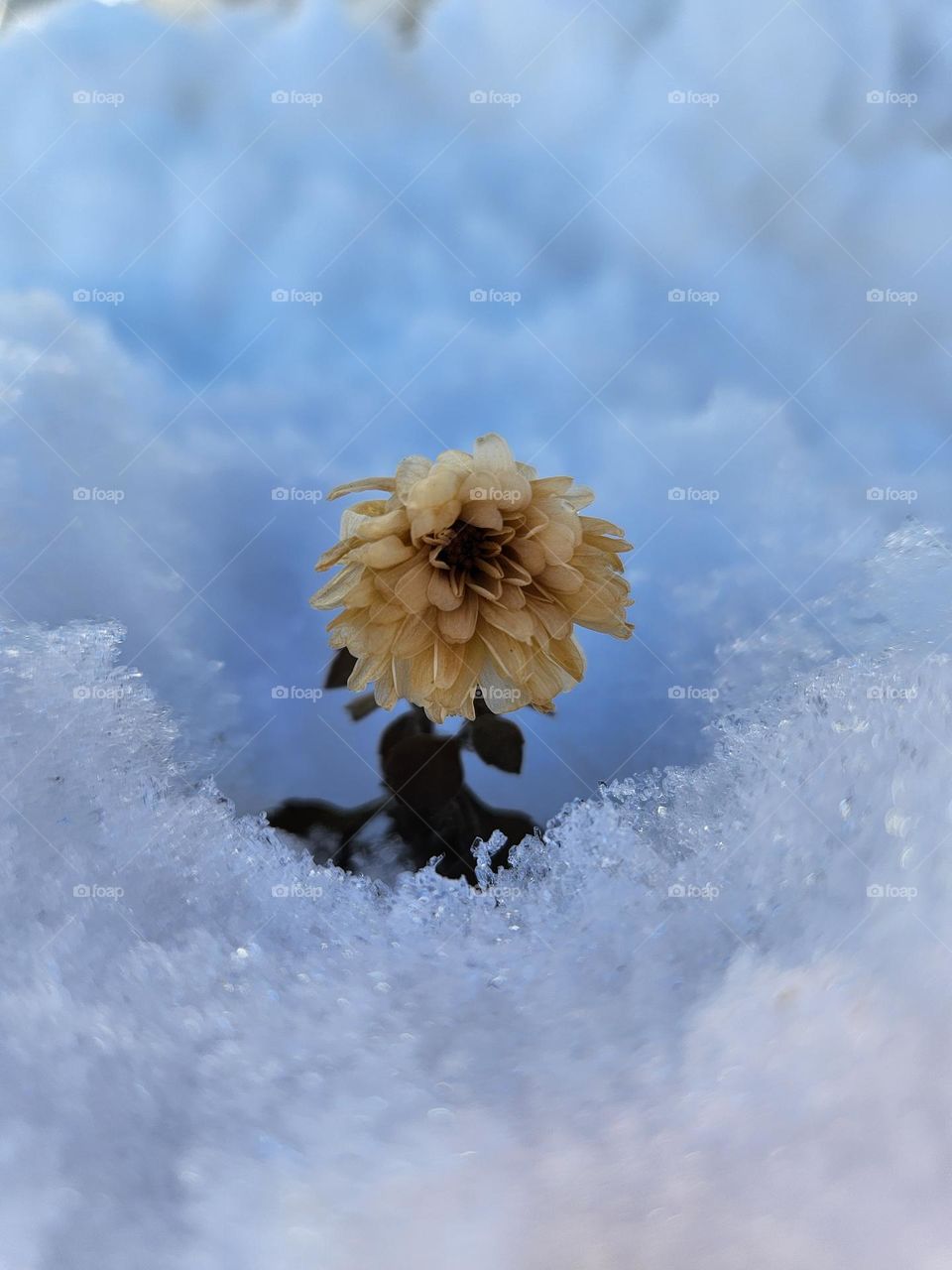 Strength in the cold.