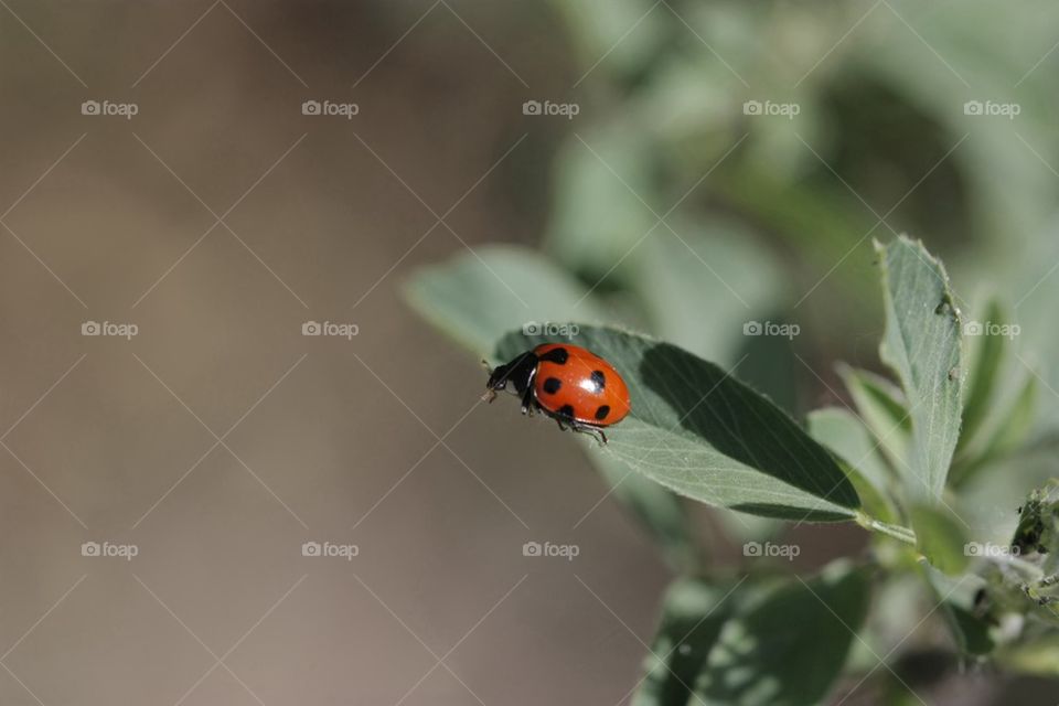 Close-up of love bug on plant leaf