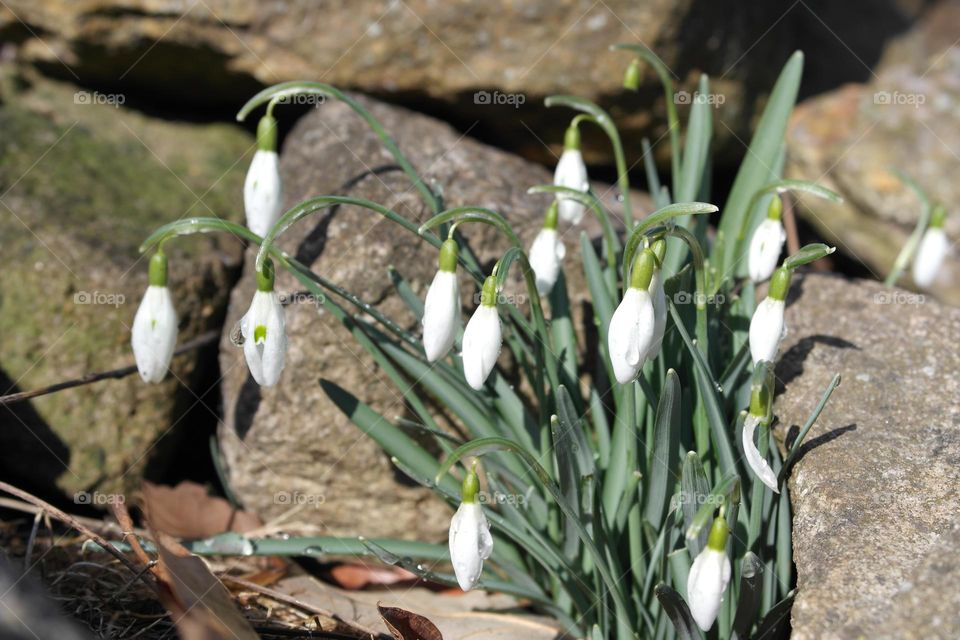 Snowdrops 