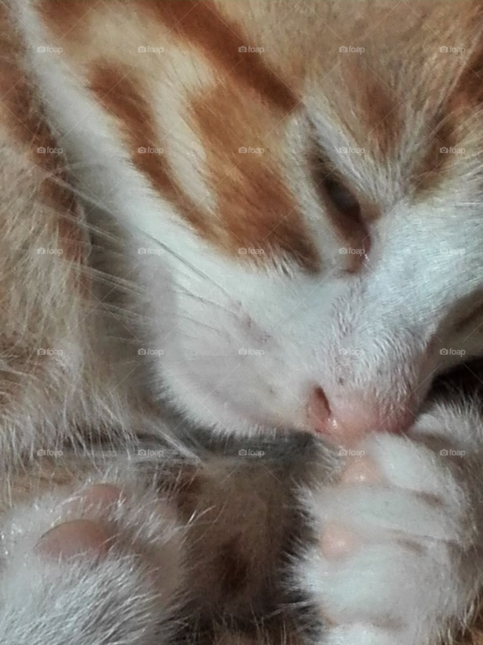 Napping kitten