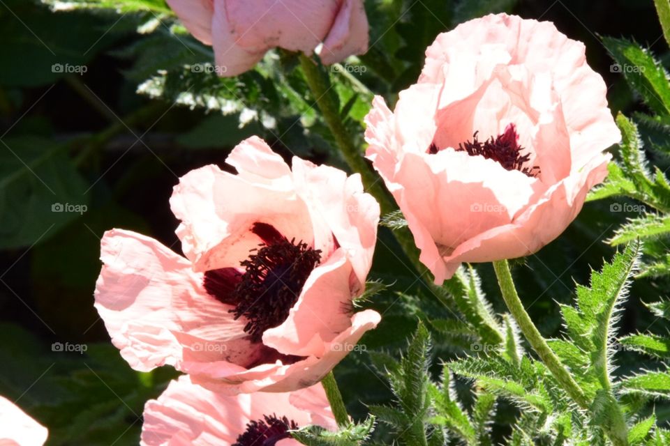 Pink poppy