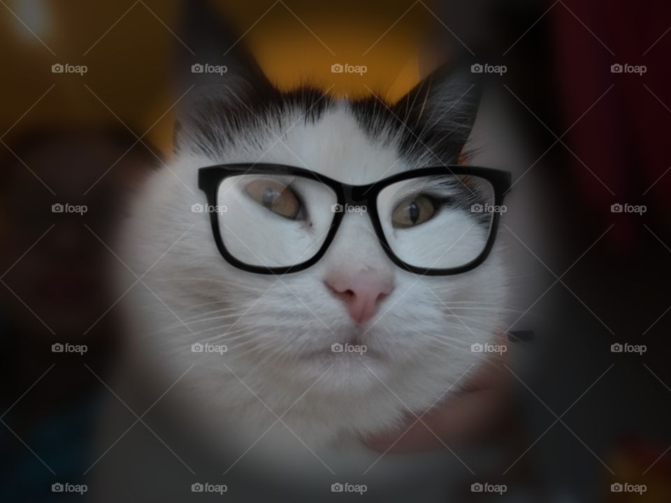 A cat with glasses