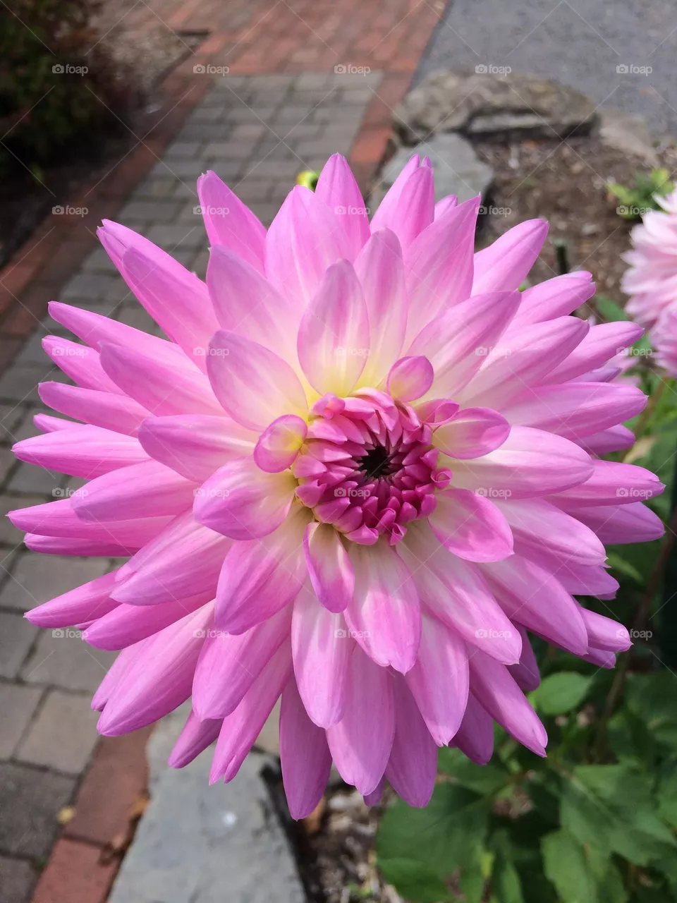 Pink flower