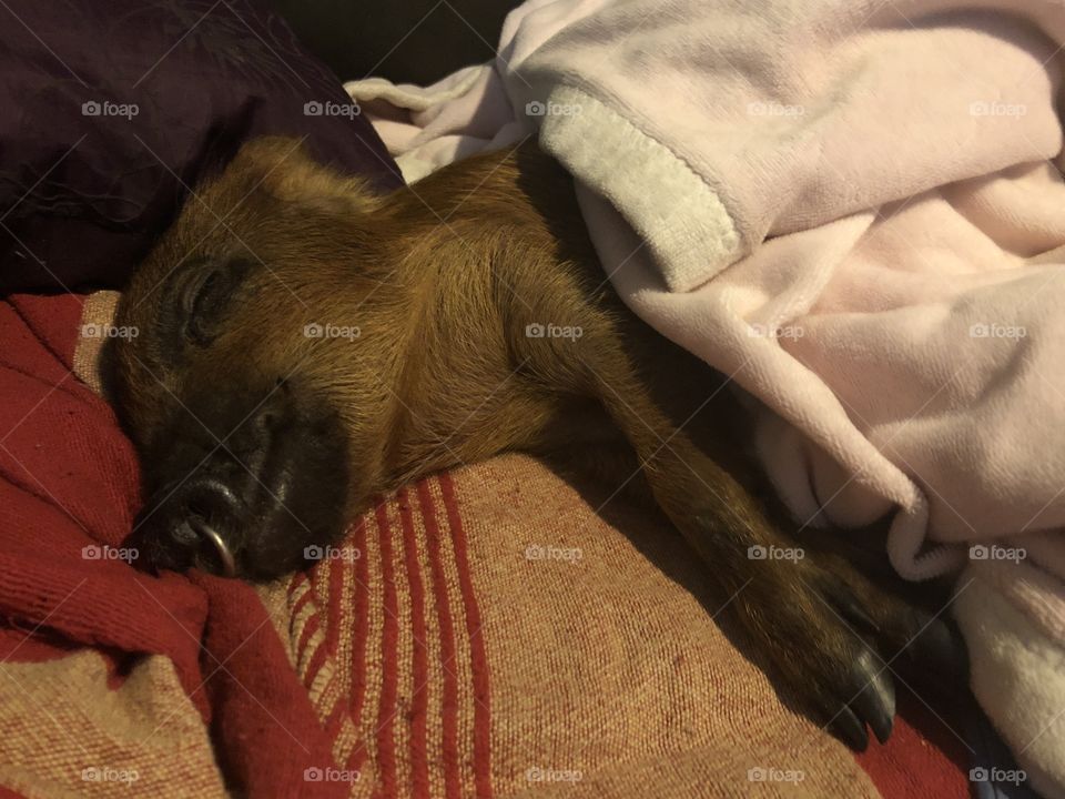 Ollie, the miniature pig, sleeping like a baby! He gets so tired from exploring and playing all day... Well not all day, this is probably his third sleep for the day! He needs his 18 hours of baby beauty sleep!