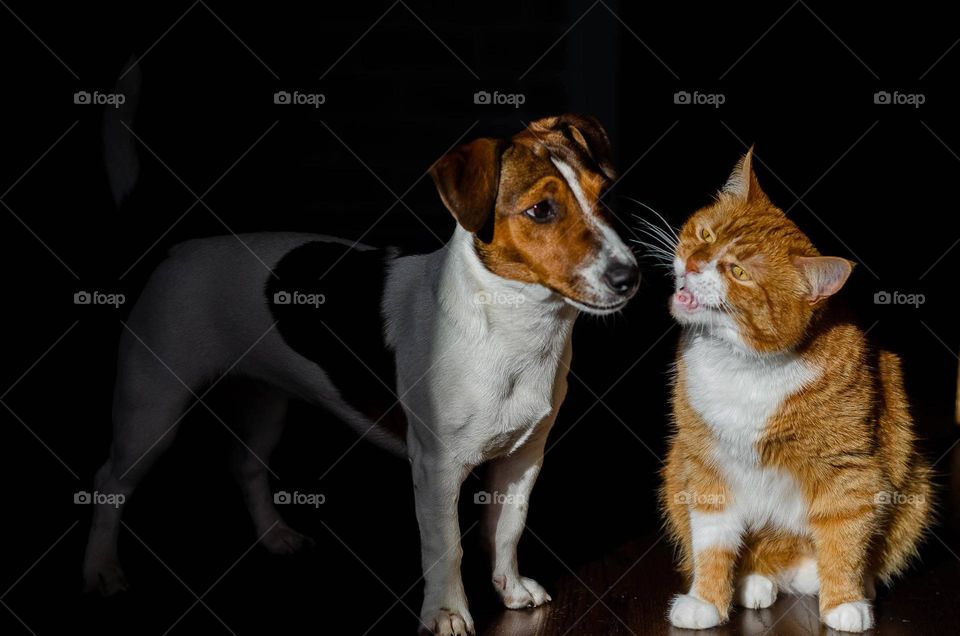 Portrait of a red cat and dog breed Jack Russell Terrier