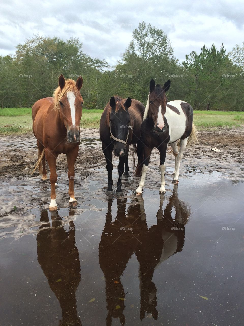 They survived the storm...Levi, 38, and Bella...the reflection.