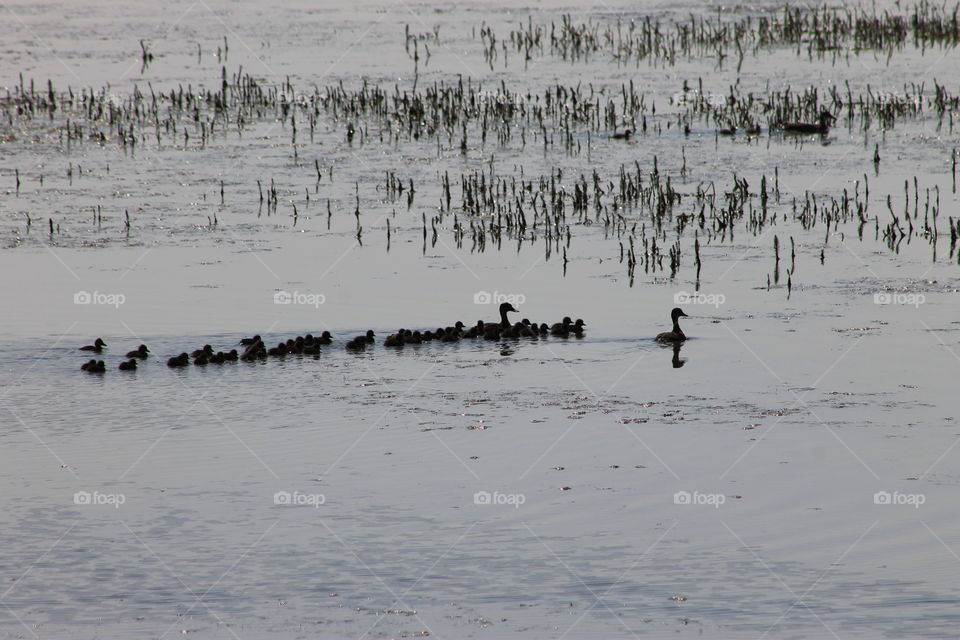 A cute family of waterfowl traveling in a line.