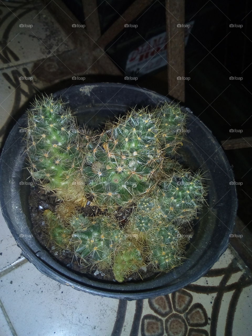 cactus