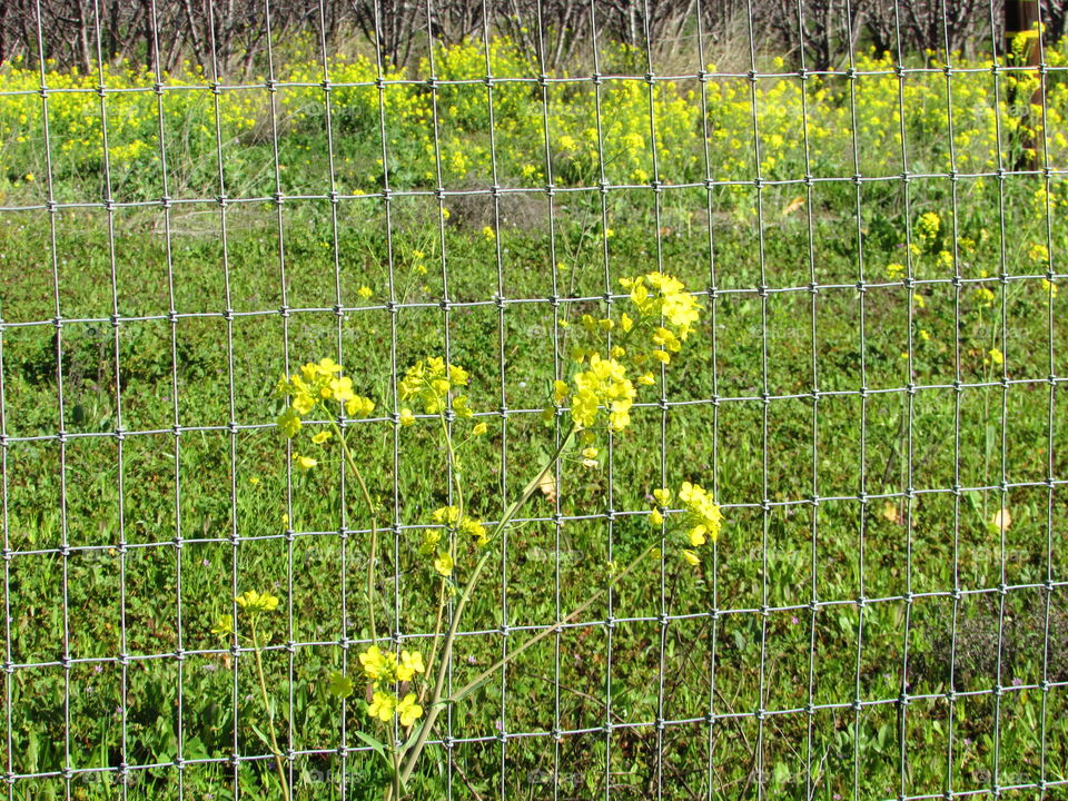 fence blossoms