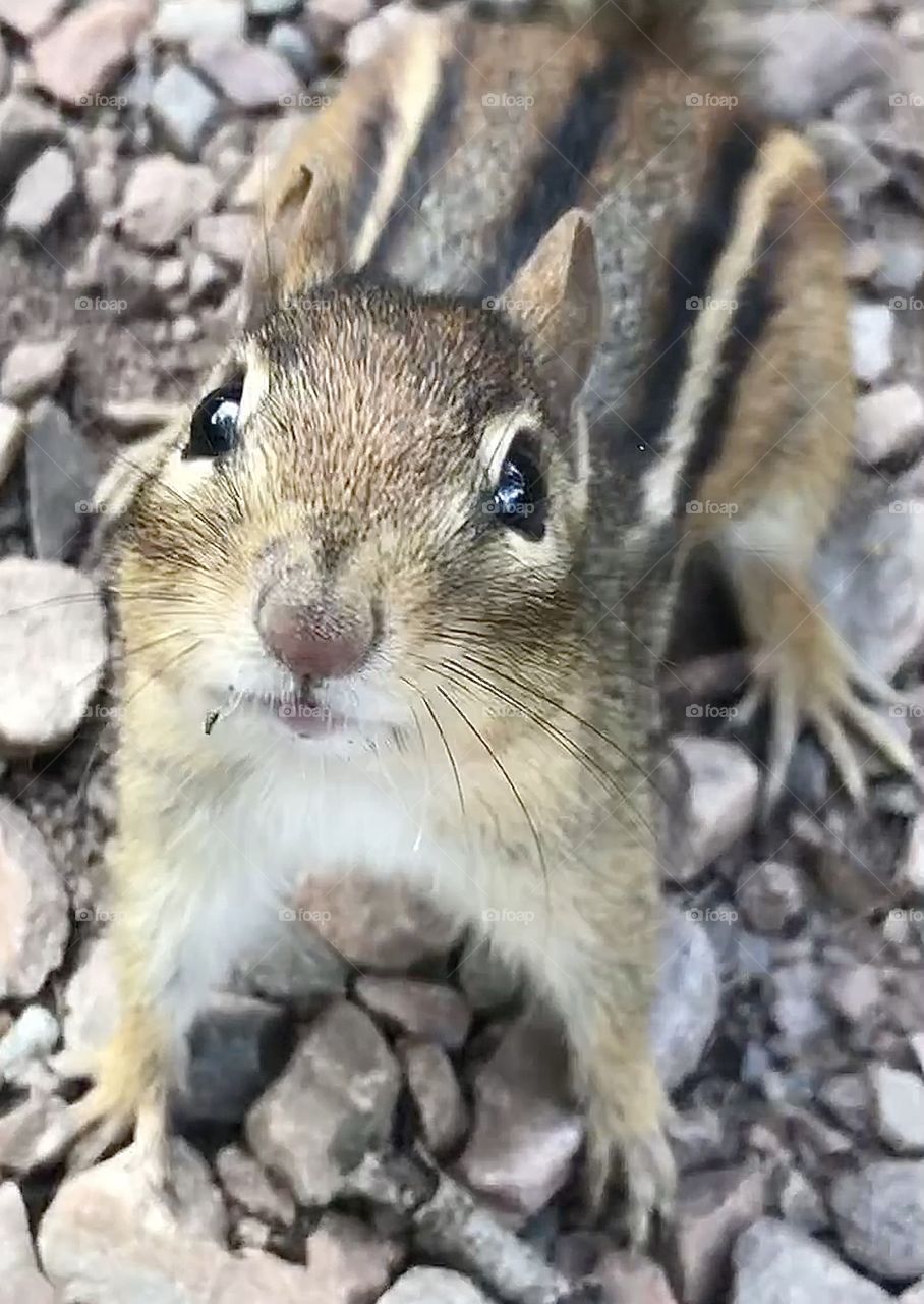 Chipmunk in a ready stance