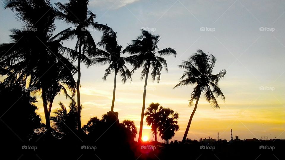 Beach, Sunset, Tree, No Person, Sun