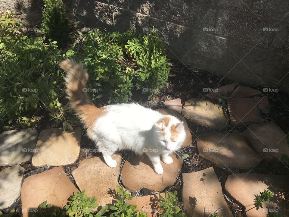 White and orange cat on stone path 