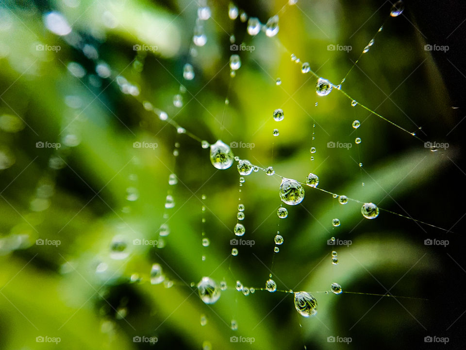 spiderweb full of water