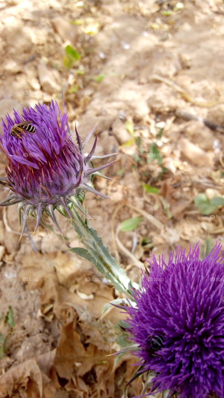 وردة و حيوان بكنزيز