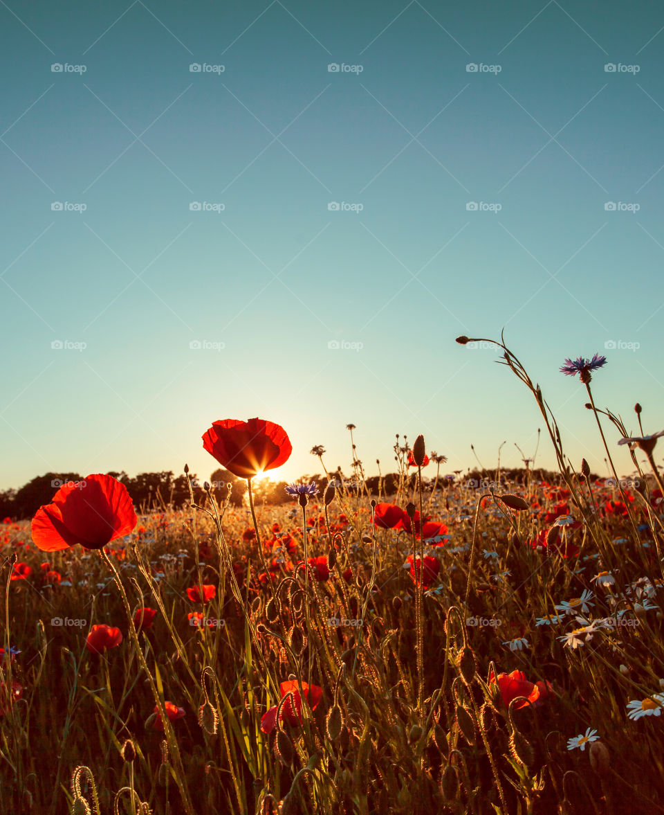 Poppy flowers field on Sunset light 