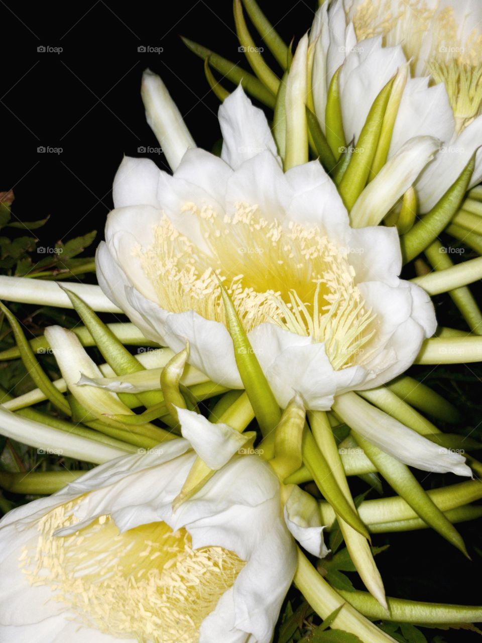 A row of rare white tropical flowers arranged in a diagonal line. Direct camera flash was applied in very low lighting. These flowers eminates a distinct incense-like fragrance, and open only for one night. They wither by the morning.