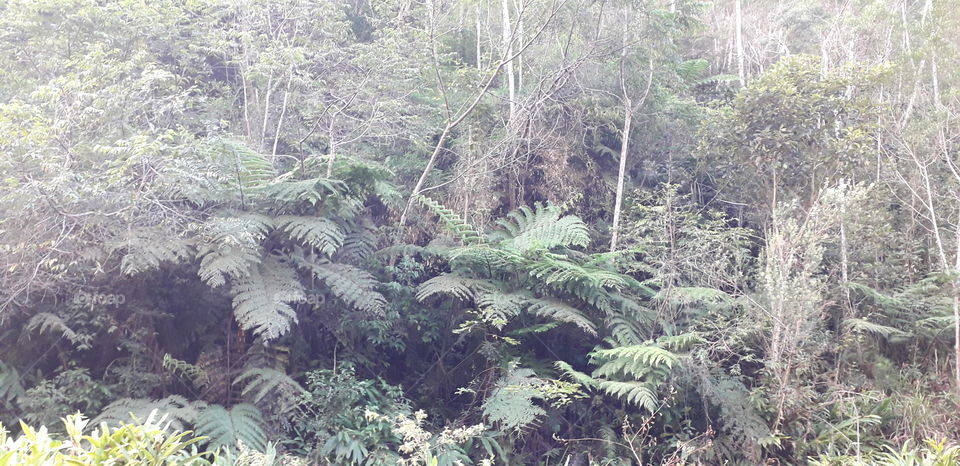 fern trees