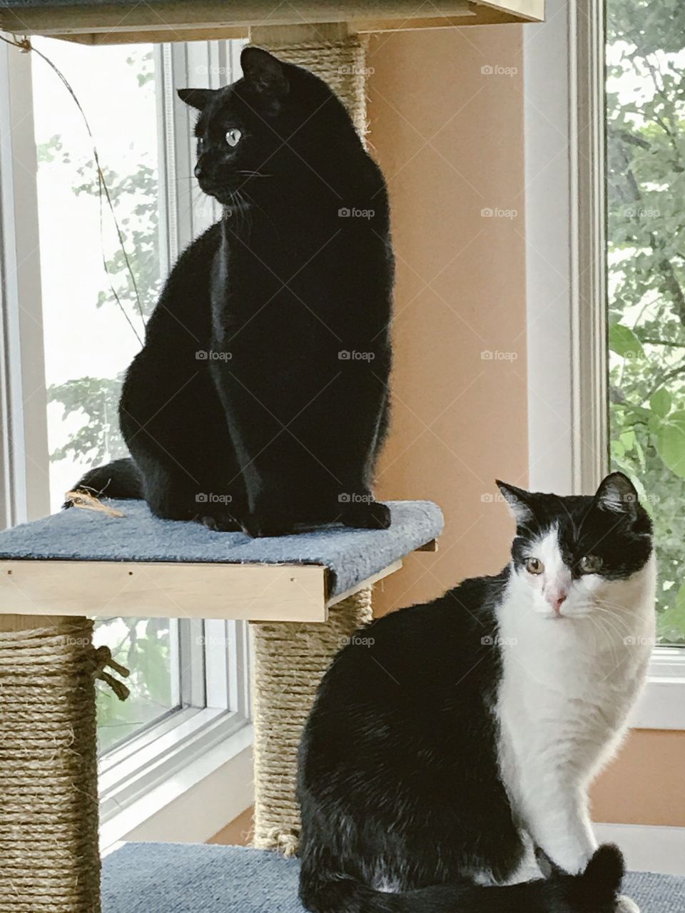Black Tom Cat and Tuxedo Cat; Midnight and Snickers in Perfect Symmetry.   