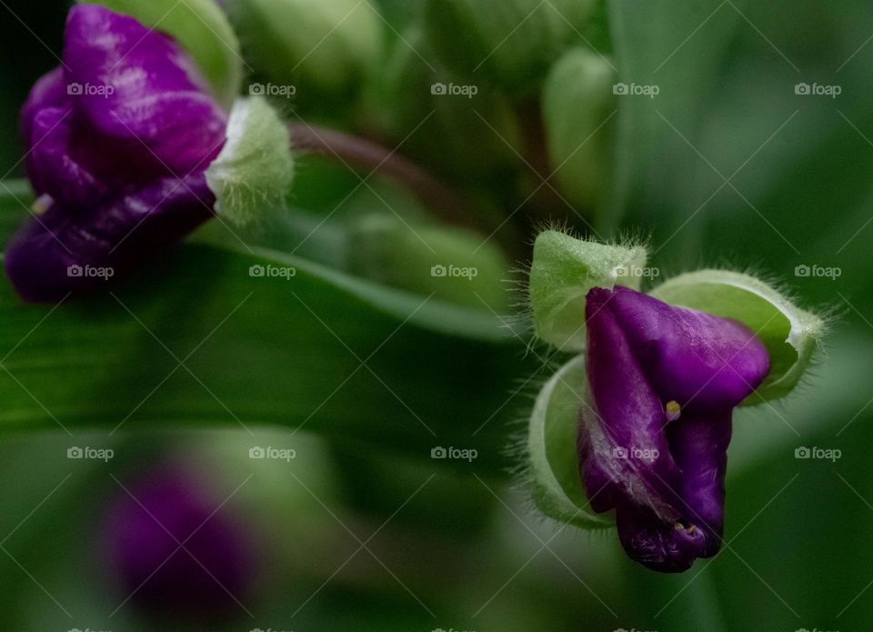 Purple flowers, green leaves, natural background 