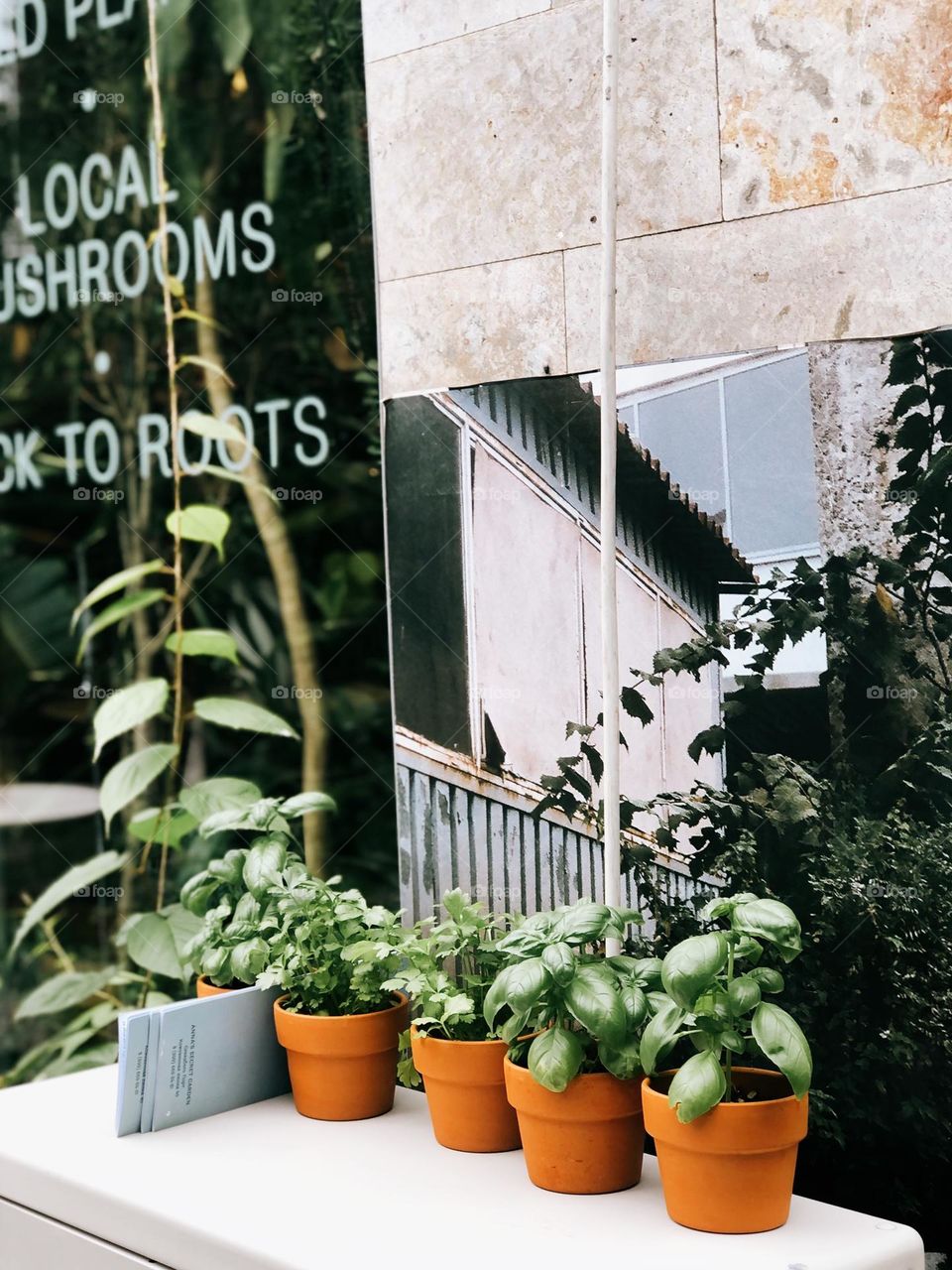 Green plants in clay pots in street