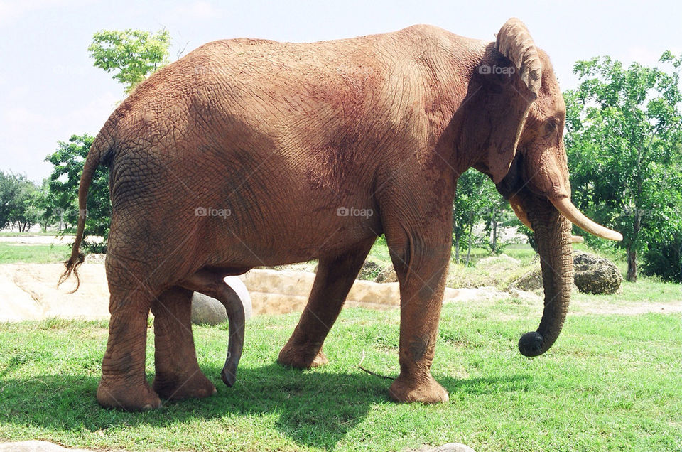 zoo elephant miami pachyderm by militantrubberducky