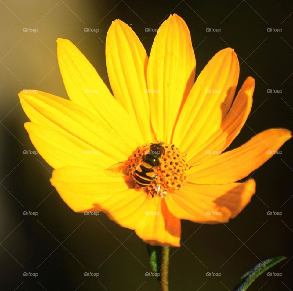 Hello Sunshine ☀️