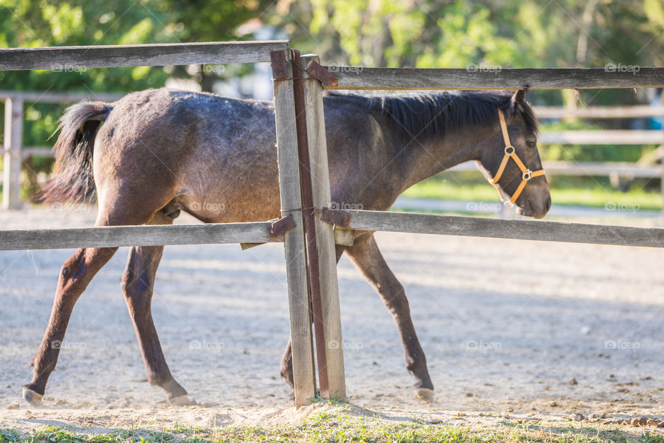 Horse, Mammal, Cavalry, Animal, Farm