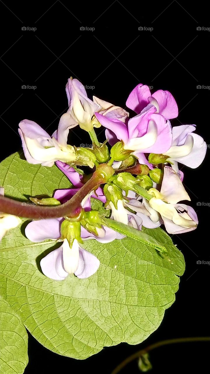 Purple Hyacinth Bean Flower