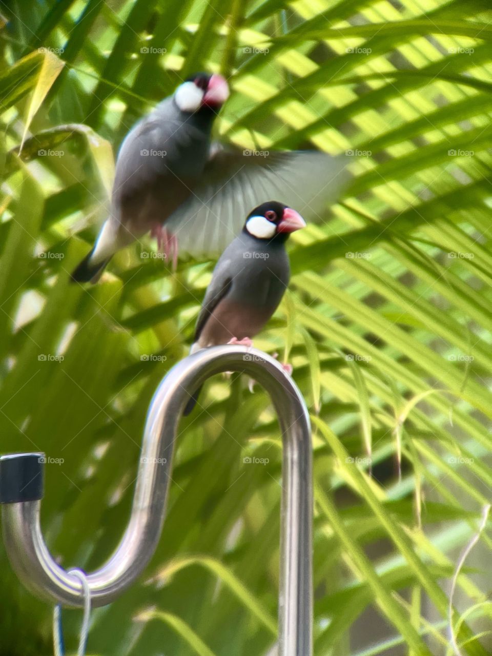 Java finch