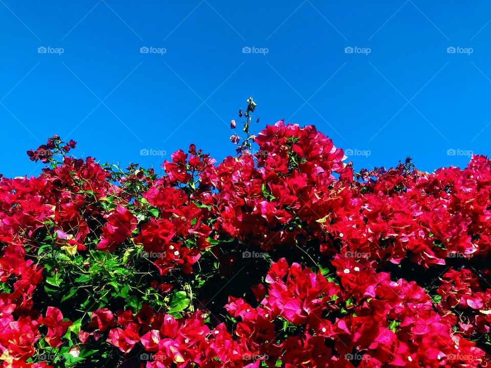 The beautiful flowering bougainvillea in the desert, with a vibrant blue sky, is a photographer’s dream.  