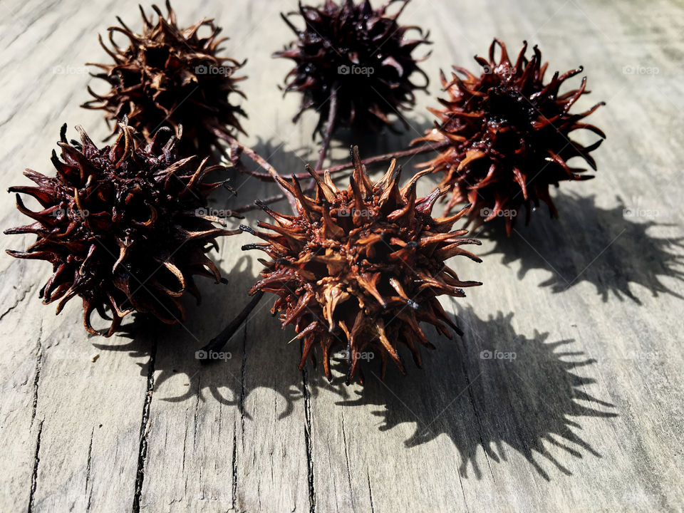 Sweetgum ball art while hiking the forest at Yates Mill Park in Raleigh, Triangle area, Wake County. 