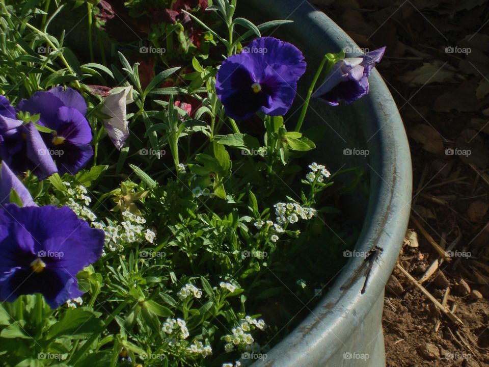 Flowers in a pot
