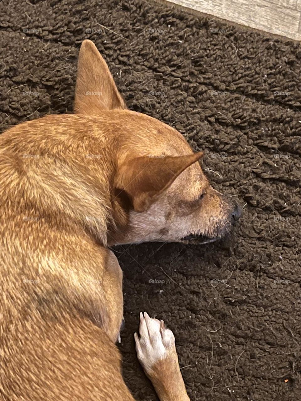 I wonder if my dog dreams about me 