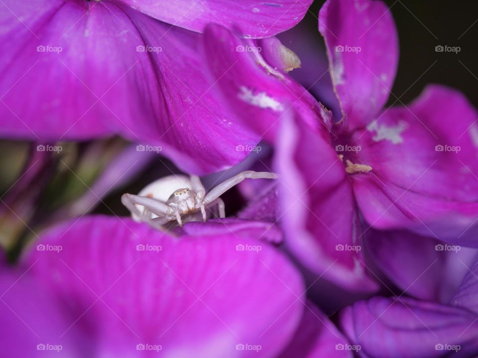 Tiny spider on purple blossoms