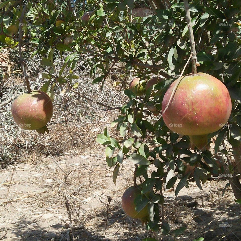 Beautiful tree of pomegranate