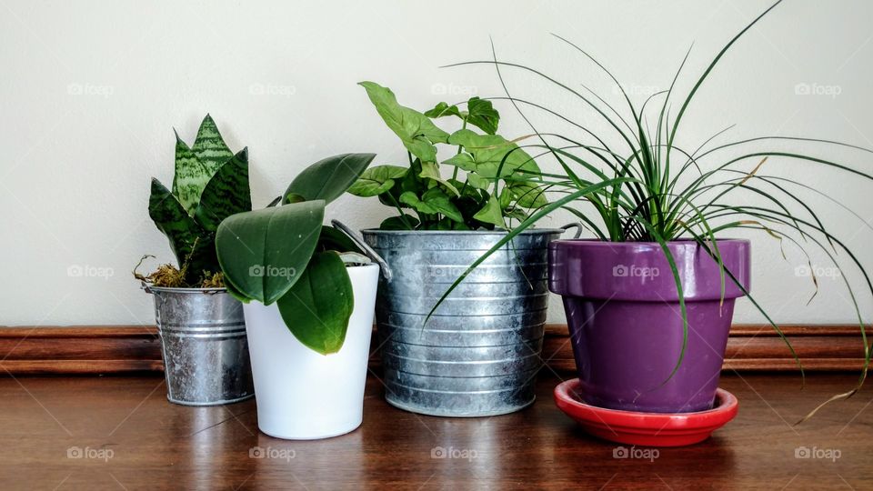 Plant pots in a row