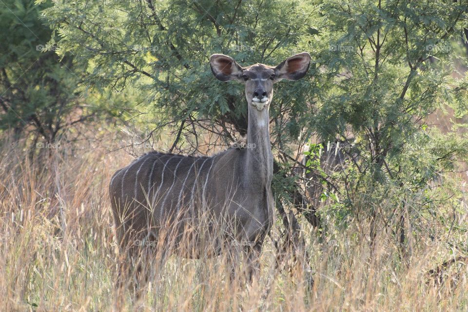 a female Kudu