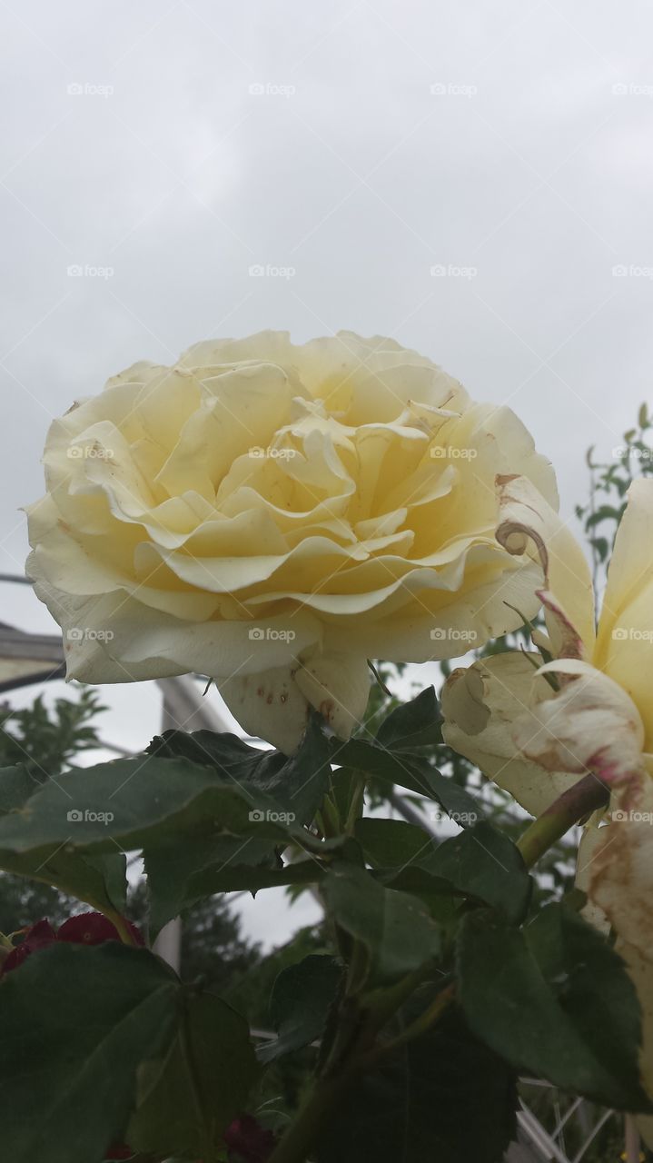 yellow rose flower