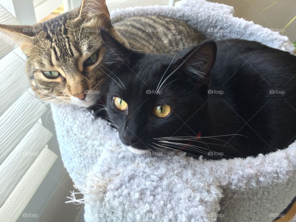 Zoe and Rosie keeping each other warm.