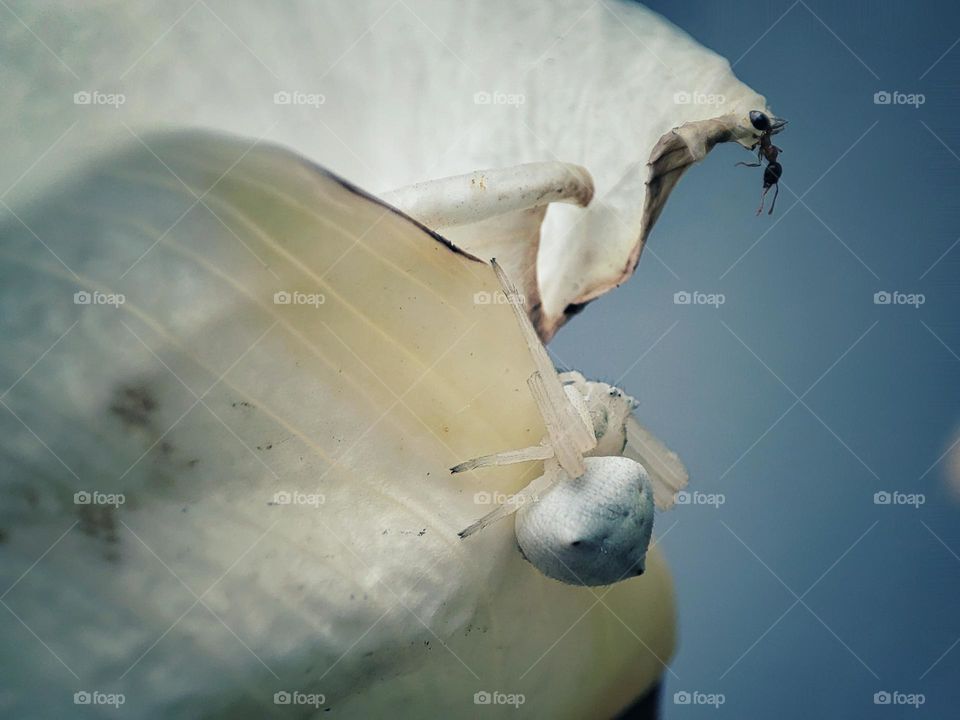 Spider and ant on a flower